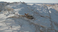 adult black_nose color curled day desert eyes_open facing_side facing_towards full_body image mouth_closed orange_eyes photo ruppell's_fox single staring summer_coat sunny tan_fur vulpes white_tail_tip wild // 1024x576 // 313KB