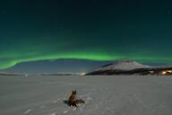 adult black_nose eyes_open facing_towards far_away full_body image mouth_closed night northern_lights red_fox red_fur single sitting snow still vulpes white_fur white_tail_tip wild winter_coat // 2560x1710 // 203KB