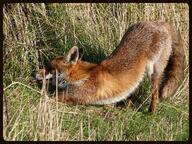 adult black_nose day eyes_open facing_side full_body grass image mouth_closed muzzle_mark red_fox red_fur single standing stretching summer_coat sunny tongue vulpes white_fur white_tail_tip wild // 1000x750 // 366KB