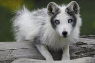 adult arctic_fox black_fur black_nose blue_eyes captivity day eyes_open facing_towards full_body image mouth_closed on_stomach outdoors single summer_coat vulpes white_fur zoo // 1024x683 // 143KB