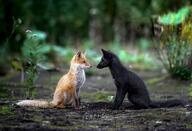 adult black_fur black_nose black_tail_tip day eyes_open facing_side full_body image mouth_closed multiple orange_eyes red_fox red_fur vulpes white_fur white_tail_tip wild // 4096x2790 // 1007KB