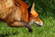 adult black_nose day eyes_open facing_side grass head_low image mouth_closed orange_eyes partial_body red_fox red_fur single sniffing standing staring summer_coat sunny teeth vulpes walking white_fur wild // 900x600 // 485KB