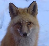 adult black_nose cloudy color day eyes_open facing_towards image mouth_closed muzzle_mark orange_eyes partial_body photo portrait red_fox red_fur single sitting snow still vulpes white_fur wild winter_coat // 1024x958 // 129KB