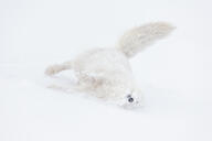 adult arctic_fox black_nose day eyes_closed facing_towards full_body image mouth_closed on_side orange_eyes outdoors rolling single snow sunny vulpes white_fur white_tail_tip wild winter_coat // 2048x1365 // 530KB