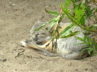 adult black_nose black_tail_tip color curled day desert eyes_closed facing_side facing_towards full_body gray_fur image mouth_closed photo single sleeping summer_coat swift_fox tan_fur vulpes white_fur wild // 2592x1944 // 1.0MB