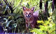 adult black_nose color day eyes_open facing_towards full_body grass gray_fur hoary_fox image lycalopex mouth_closed orange_eyes outdoors photo single standing tan_fur teeth wild // 710x436 // 90KB