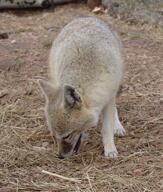 adult black_nose captivity color day eyes_open facing_down full_body grass gray_fur image mouth_closed orange_eyes photo single standing swift_fox tan_fur vulpes white_fur winter_coat zoo // 1596x1882 // 1.9MB