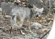 adult black_nose black_tail_tip color day eyes_open facing_towards forest full_body gray_fur image lycalopex mouth_open orange_eyes outdoors photo sechuran_fox single standing sunny teeth tongue white_fur wild // 1024x733 // 387KB