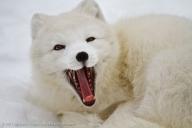 adult arctic_fox day eyes_open image mouth_open photo single vulpes yawning // 1024x683 // 138KB