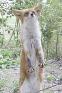 adult black_nose color day eyes_open facing_towards grass image mouth_closed no_muzzle_mark orange_eyes partial_body photo red_fox red_fur single snow standing_biped vulpes white_fur white_tail_tip wild // 2730x4096 // 1.2MB