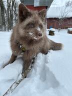 adult blue_eyes brown_fur brown_nose cloudy color day eyes_open facing_side facing_towards full_body image mouth_closed pet photo playing red_fox single snow standing staring urban vulpes white_tail_tip winter_coat // 1920x2560 // 3.0MB