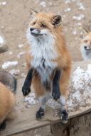 adult black_nose captivity day eyes_open facing_side full_body image mouth_closed muzzle_mark orange_eyes outdoors red_fox red_fur standing_biped summer_coat vulpes white_fur white_tail_tip zoo // 2731x4096 // 1.4MB