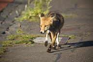 adult black_nose day ears_back eyes_open facing_towards full_body image mouth_closed muzzle_mark orange_eyes red_fox red_fur single standing summer_coat sunny urban vulpes walking white_fur wild // 4288x2848 // 2.2MB