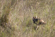 adult black_nose black_tail_tip color day eyes_open full_body grass gray_fur image lycalopex mouth_closed orange_eyes pampas_fox photo red_fur running single standing summer_coat sunny wild // 6708x4472 // 12MB