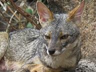 adult black_nose color day eyes_open facing_towards full_body gray_fur image lycalopex mouth_closed orange_eyes outdoors photo sechuran_fox single standing sunny white_fur wild // 2048x1536 // 916KB