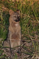 adult black_nose color day eyes_open facing_towards full_body grass gray_fur hoary_fox image lycalopex mouth_closed orange_eyes outdoors photo single sitting tan_fur wild // 1182x1772 // 880KB