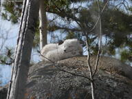 adult arctic_fox canada curled day ears_back eyes_closed facing_towards forest image on_tail photo rock single sleeping vulpes watermark wild winter_coat zoo // 4000x3000 // 4.8MB