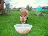 adult black_nose cloudy day eyes_open facing_towards food_bowl full_body garden grass greenhouse image large_muzzle_mark mouth_closed orange_eyes red_fox red_fur single sniffing standing summer_coat urban vulpes white_fur wild // 1600x1200 // 1.3MB