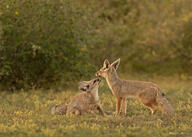 adult bengal_fox black_nose color day eyes_open facing_side grass image mouth_closed outdoors photo single standing summer_coat tan_fur vulpes wild // 3897x2784 // 2.2MB