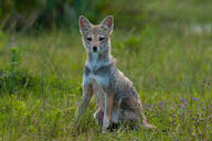 adult black_nose black_tail_tip cloudy day eyes_open facing_towards full_body grass gray_fur lycalopex mouth_closed orange_eyes pampas_fox red_fur single sitting staring summer_coat wild // 800x533 // 128KB