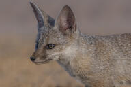 adult bengal_fox black_nose color day desert eyes_open facing_side image mouth_closed outdoors photo single standing summer_coat tan_fur vulpes wild // 3072x2048 // 1.1MB