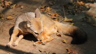 adult bengal_fox black_nose black_tail_tip color day desert eyes_open facing_down image mouth_closed on_stomach outdoors pawpads photo single summer_coat tan_fur vulpes wild // 2400x1344 // 1.5MB