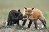 black_fur black_nose day eyes_open facing_side facing_towards full_body grass image mouth_closed mouth_open multiple orange_eyes outdoors red_fox red_fur silver_fox standing summer_coat sunny vulpes white_fur white_tail_tip wild young // 2880x1919 // 486KB