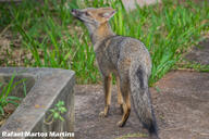 adult black_nose black_tail_tip color day eyes_open facing_side full_body grass gray_fur hoary_fox image lycalopex mouth_closed orange_eyes outdoors photo single standing tan_fur urban wild // 2048x1366 // 548KB