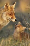 adult black_nose color eyes_open facing_side facing_up grass image mouth_closed multiple muzzle_mark orange_eyes partial_body photo red_fox red_fur sitting standing still sunny twilight vulpes white_fur wild winter_coat young // 800x1200 // 158KB