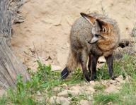 adult bat-eared_fox black_eyes black_fur black_nose black_tail_tip captivity color day eyes_open facing_side full_body grass image mouth_open no_muzzle_mark otocyon photo single standing summer_coat sunny walking wild // 942x732 // 390KB