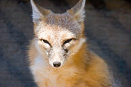 adult black_nose captivity color day eyes_open facing_towards gray_fur image mouth_closed orange_eyes partial_body photo portrait single sitting staring summer_coat sunny swift_fox tan_fur vulpes white_fur zoo // 1024x683 // 497KB