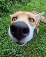 adult black_nose close_up cloudy day eyes_open facing_towards forest funny grass image large_muzzle_mark macro mouth_closed orange_eyes partial_body portrait red_fox red_fur single sniffing standing summer_coat vulpes white_fur wild // 1080x1350 // 382KB