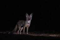 adult bengal_fox black_nose black_tail_tip color desert eyes_open facing_towards image mouth_closed night photo single standing summer_coat tan_fur vulpes wild // 4752x3168 // 9.1MB