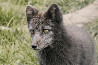 adult arctic_fox black_nose brown_fur day eyes_open facing_towards grass image mouth_closed orange_eyes outdoors partial_body portrait single standing summer_coat sunny vulpes white_tail_tip wild // 1600x1067 // 457KB