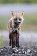 adult black_nose cloudy color day eyes_open facing_towards full_body grass image mouth_closed muzzle_mark orange_eyes photo red_fox red_fur shedding single standing staring vulpes white_tail_tip wild // 1733x2600 // 461KB