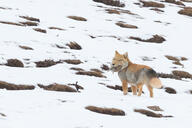 adult black_nose cloudy color day eyes_open facing_side facing_towards full_body grass gray_fur holding_something image mouth_closed orange_eyes photo prey single snow standing tan_fur tibetan_fox vulpes walking white_fur white_tail_tip wild winter_coat // 2022x1346 // 1.8MB