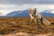 adult arctic_fox black_nose day eyes_open facing_towards full_body gray_fur image mountains mouth_closed orange_eyes outdoors single summer_coat sunny vulpes walking white_fur white_tail_tip wild // 3238x2160 // 6.2MB