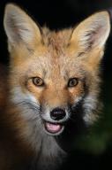 adult eyes_open facing_towards image mouth_open night orange_eyes photo red_fox single vulpes // 848x1280 // 510KB