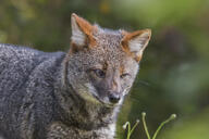 adult black_nose color darwin's_fox day eyes_open facing_side grass gray_fur image lycalopex mouth_closed orange_eyes outdoors partial_body photo single standing sunny wild // 2014x1343 // 1.4MB