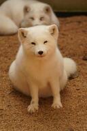 adult arctic_fox black_nose captivity day eyes_open facing_towards fat full_body image indoors mottled_nose mouth_closed orange_eyes single sitting vulpes white_fur white_tail_tip winter_coat zoo // 2730x4096 // 935KB