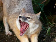 adult black_nose captivity color day eyes_open facing_towards full_body grass gray_fur image mouth_open orange_eyes photo single standing swift_fox tan_fur teeth tongue vulpes white_fur winter_coat yawning zoo // 3264x2448 // 3.8MB