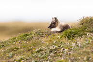 arctic_fox black_fur black_nose color curled day eyes_open facing_side full_body grass image mouth_closed orange_eyes photo single staring summer_coat sunny vulpes white_fur white_tail_tip wild young // 4320x2881 // 6.0MB