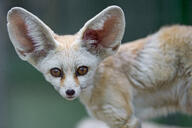 adult black_nose captivity color day eyes_open facing_towards fennec_fox grass image mouth_closed orange_eyes outdoors partial_body photo single standing staring sunny tan_fur vulpes // 4792x3189 // 9.6MB