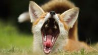 adult day facing_towards image mouth_open photo red_fox single vulpes yawning // 1920x1080 // 398KB