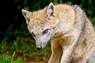 adult black_nose color eyes_open facing_side grass gray_fur hoary_fox image lycalopex mouth_closed mouth_open orange_eyes outdoors partial_body photo single sitting staring sunny tan_fur twilight wild // 4288x2848 // 8.5MB