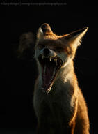 adult black_nose eyes_closed facing_towards image mouth_open orange_eyes outdoors partial_body red_fox red_fur single twilight vulpes white_fur white_tail_tip wild yawning // 1006x1366 // 189KB