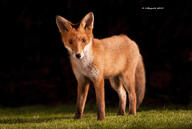 adult black_nose color eyes_open facing_towards full_body grass image mouth_closed night no_muzzle_mark orange_eyes photo red_fox red_fur single standing staring still summer_coat vulpes white_fur wild // 2048x1375 // 418KB