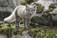 arctic_fox black_nose day eyes_open facing_towards full_body image mountains mouth_open orange_eyes outdoors panting single standing summer_coat sunny tongue vulpes white_fur white_tail_tip wild young // 4000x2666 // 12MB