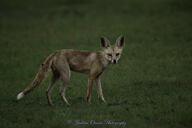 bengal_fox eyes_open image twilight vulpes // 3000x2000 // 922KB