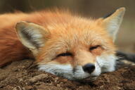 adult black_nose close_up day eyes_open facing_towards image mouth_closed muzzle_mark on_side on_stomach orange_eyes outdoors partial_body portrait red_fox red_fur resting single squinting sunny vulpes white_fur wild winter_coat // 5184x3456 // 12MB